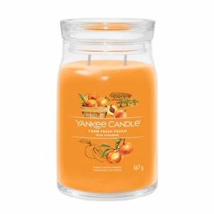 Aromatinė žvakė Yankee Candle Aromatic candle Signature large glass Farm Fresh Peach 567 g Kvapai namams