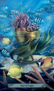 Kortos Mermaid Taro