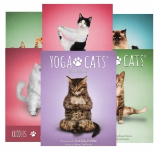 Kortos Yoga Cats Challenges