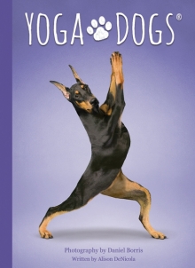 Kortos Yoga Dogs Challenges