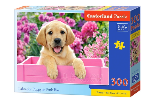 Dėlionė Castorland Labrador Puppy in Pink Box, 300 dalių paveikslėlis 1 iš 1