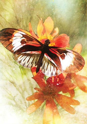Kortos Butterfly Affirmations paveikslėlis 4 iš 10