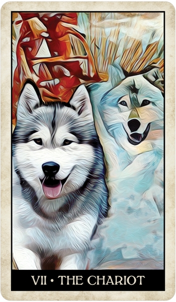 Kortos Wise Dog Taro paveikslėlis 10 iš 13