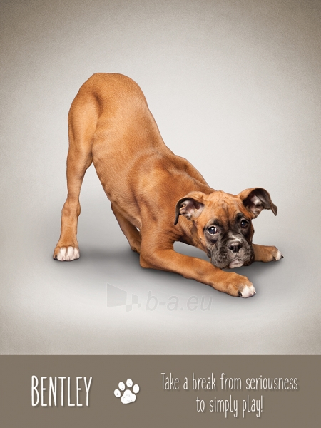 Kortos Yoga Dogs Challenges paveikslėlis 5 iš 9