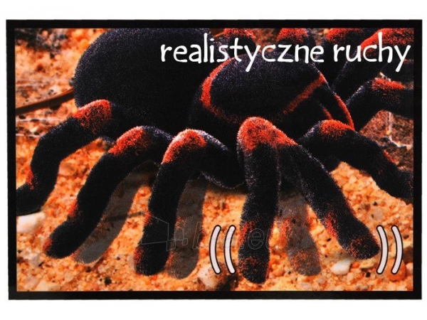 Nuotoliniu būdu valdomas voras, Juodoji našlė paveikslėlis 2 iš 8