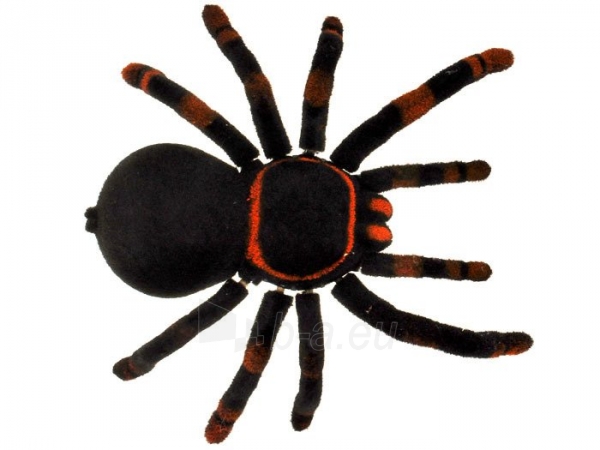 Nuotoliniu būdu valdomas voras, Juodoji našlė paveikslėlis 5 iš 8