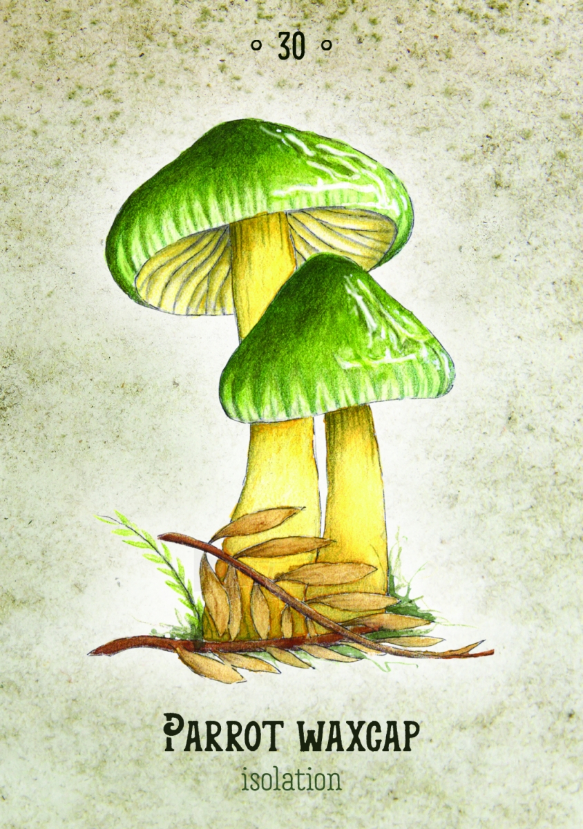 Taro kortos Mushroom Spirit Oracle kortos Rockpool Publishing paveikslėlis 6 iš 7