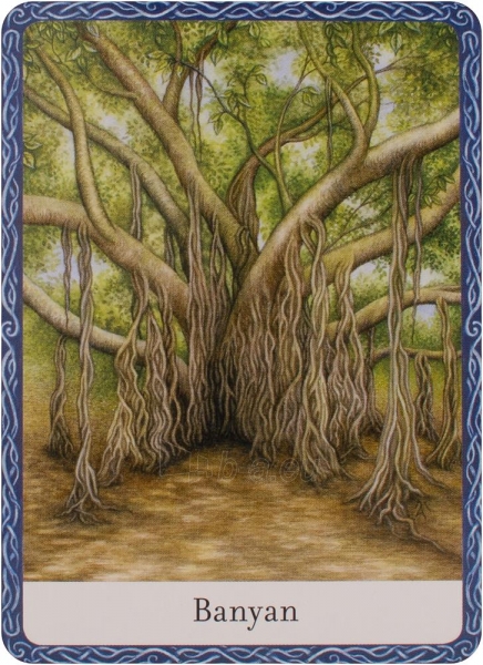 Taro kortos The Wisdom Of Trees Oracle Watkins Publishing paveikslėlis 5 iš 10