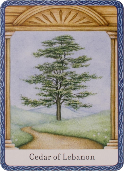 Taro kortos The Wisdom Of Trees Oracle Watkins Publishing paveikslėlis 4 iš 10
