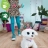 Šunelis F1971 FurReal friends GoGo My Dancin Pup Interactive Toy, Electronic Pet HASBRO